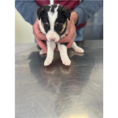 COMUNE DI POGGIO SANNITA - CANE - Microchip 380260044469631