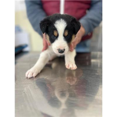 COMUNE DI POGGIO SANNITA - CANE - Microchip 380260044470160