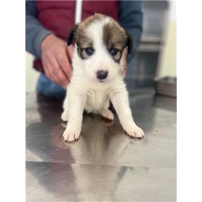 COMUNE DI POGGIO SANNITA - CANE - Microchip 380260044470804