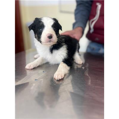 COMUNE DI POGGIO SANNITA - CANE - Microchip 380260044470872
