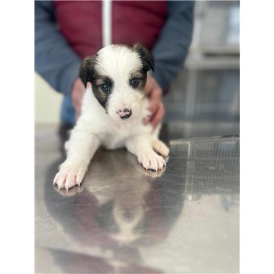 COMUNE DI POGGIO SANNITA - CANE - Microchip 380260044469688