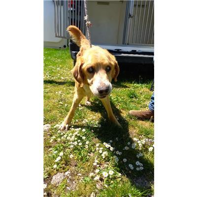 COMUNE DI MACCHIAGODENA - CANE - Microchip 380260044463770