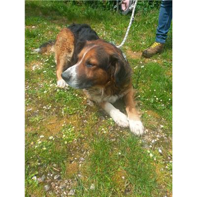 COMUNE DI COLLE D'ANCHISE - CANE - Microchip 380260170315259