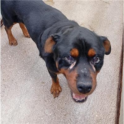 COMUNE DI POZZILLI - CANE - Microchip 380260044463582