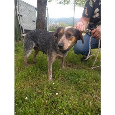 COMUNE DI ROCCHETTA A VOLTURNO - CANE - Microchip 380260044463099