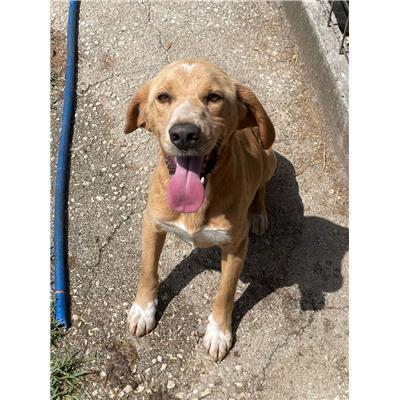 COMUNE DI CAPRIATI A VOLTURNO - CANE - Microchip 380260045134883