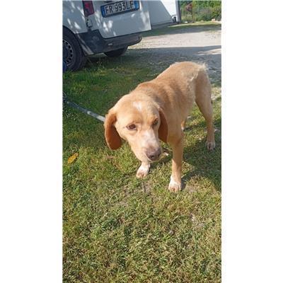COMUNE DI CAPRIATI A VOLTURNO - CANE - Microchip 380260045134883