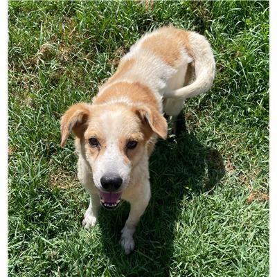COMUNE DI CAPRIATI A VOLTURNO - CANE - Microchip 380260046134650