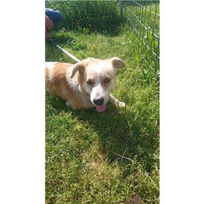 COMUNE DI CAPRIATI A VOLTURNO - CANE - Microchip 380260046134650