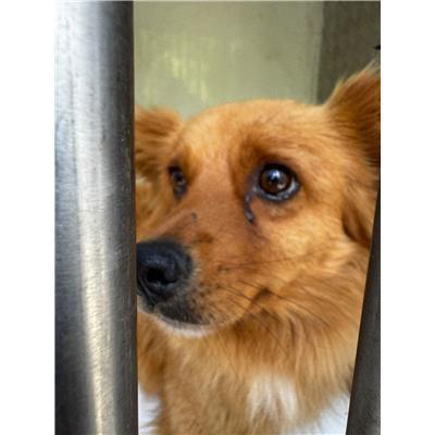COMUNE DI SAN GIOVANNI IN GALDO - CANE - Microchip 380260170315162