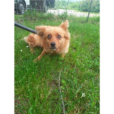 COMUNE DI SAN GIOVANNI IN GALDO - CANE - Microchip 380260170315162