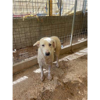 COMUNE DI VALLE AGRICOLA - CANE - Microchip 380260170381836