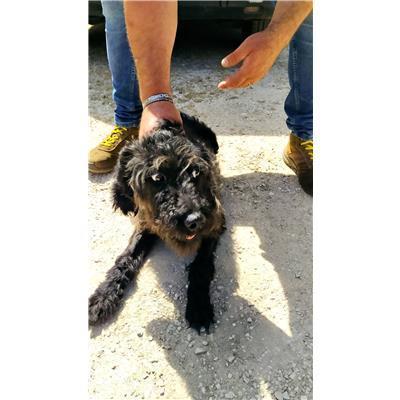 COMUNE DI CAPRIATI A VOLTURNO - CANE - Microchip 380260045141101