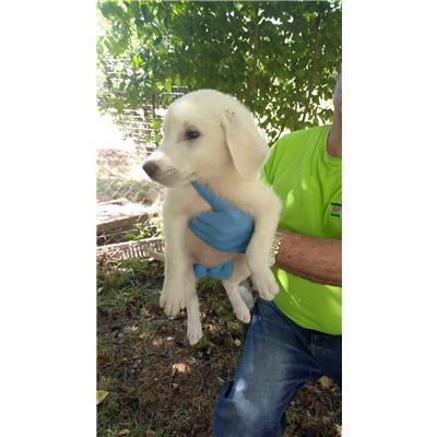 COMUNE DI BELMONTE DEL SANNIO - CANE - Microchip 380260044463517
