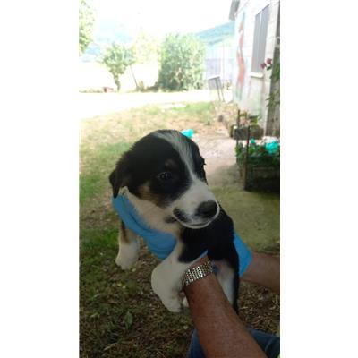 COMUNE DI BELMONTE DEL SANNIO - CANE - Microchip 380260044463938