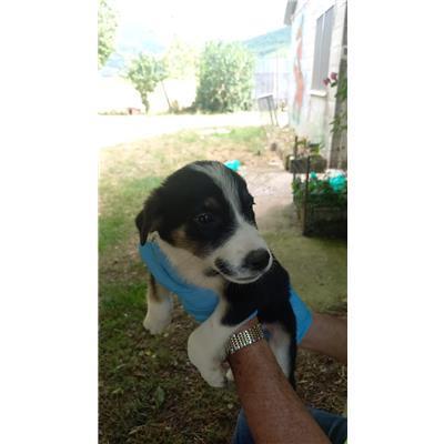 COMUNE DI BELMONTE DEL SANNIO - CANE - Microchip 380260044463938
