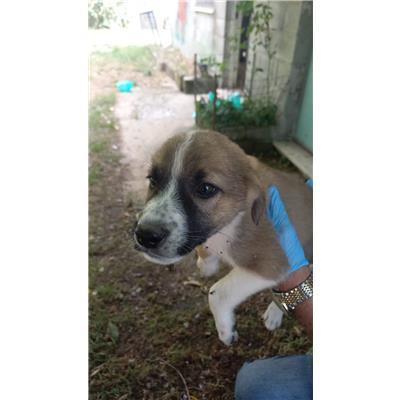 COMUNE DI BELMONTE DEL SANNIO - CANE - Microchip 380260044463433