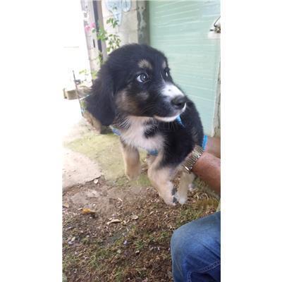 COMUNE DI BELMONTE DEL SANNIO - CANE - Microchip 380260044463882