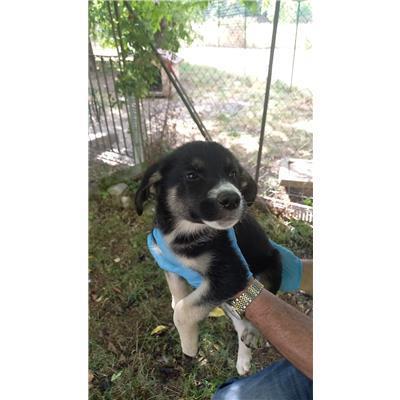 COMUNE DI BELMONTE DEL SANNIO - CANE - Microchip 380260044463414