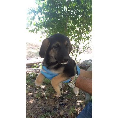 COMUNE DI BELMONTE DEL SANNIO - CANE - Microchip 380260044463288