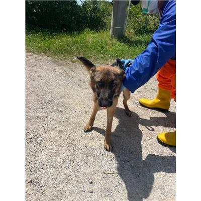 COMUNE DI VENAFRO - CANE - Microchip 380260044470043