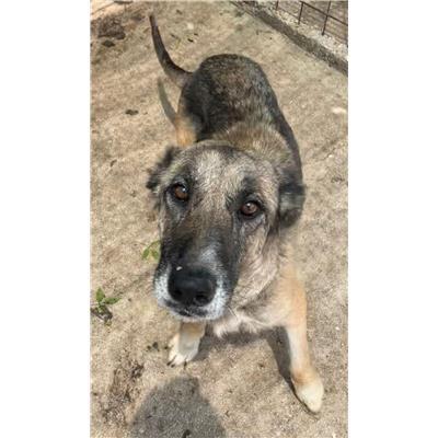 COMUNE DI CAPRIATI A VOLTURNO - CANE - Microchip 380260170368305