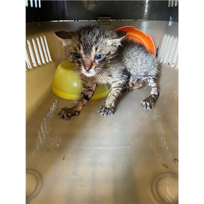 COMUNE DI VENAFRO - GATTO - Microchip 380260170318322