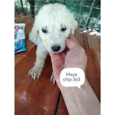 COMUNE DI PIETRACATELLA - CANE - Microchip 380260170320363