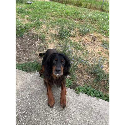 COMUNE DI RICCIA - CANE - Microchip 380260170320419