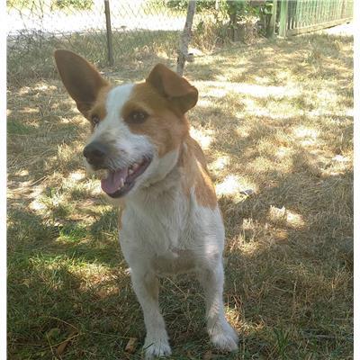 COMUNE DI DURONIA - CANE - Microchip 380260004456543