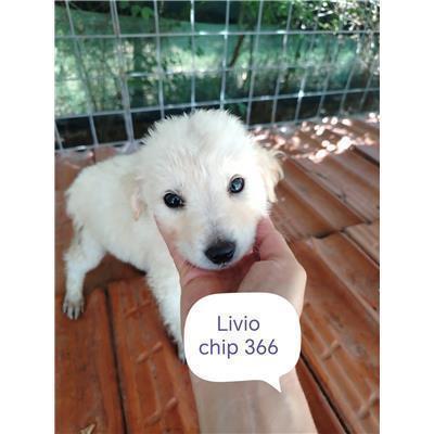 COMUNE DI PIETRACATELLA - CANE - Microchip 380260170320366