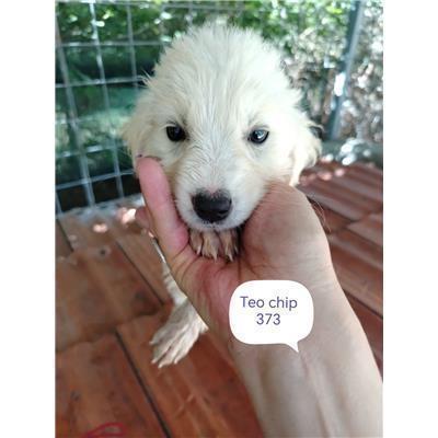 COMUNE DI PIETRACATELLA - CANE - Microchip 380260170320373