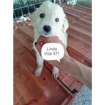 COMUNE DI PIETRACATELLA - CANE - Microchip 380260170320371