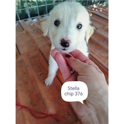 COMUNE DI PIETRACATELLA - CANE - Microchip 380260170320376