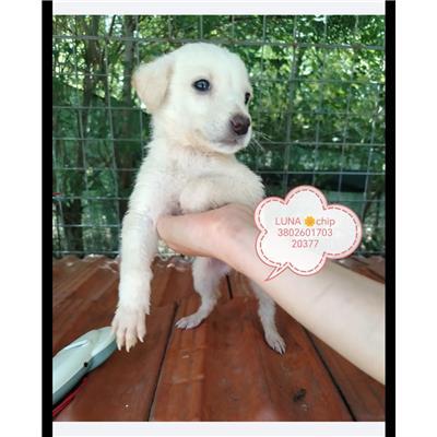 COMUNE DI PIETRACATELLA - CANE - Microchip 380260170320377