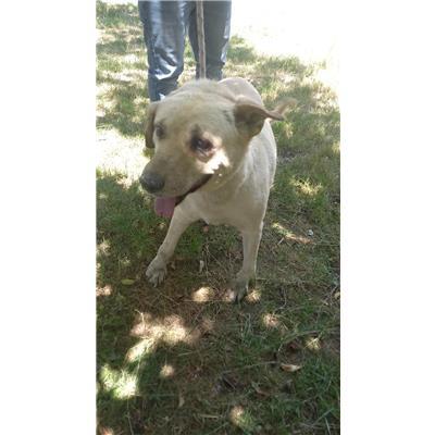 COMUNE DI SAN MARTINO IN PENSILIS - CANE - Microchip 380260170320771