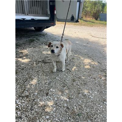 COMUNE DI RICCIA - CANE - Microchip 380260170315414