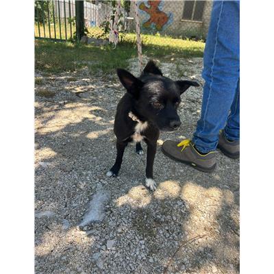 COMUNE DI MONTAGANO - CANE - Microchip 380260170320406