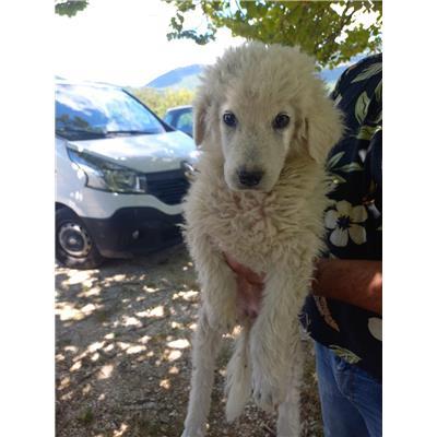 COMUNE DI PIETRABBONDANTE - CANE - Microchip 380260170318339