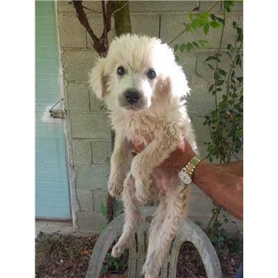 COMUNE DI PIETRABBONDANTE - CANE - Microchip 380260170318332
