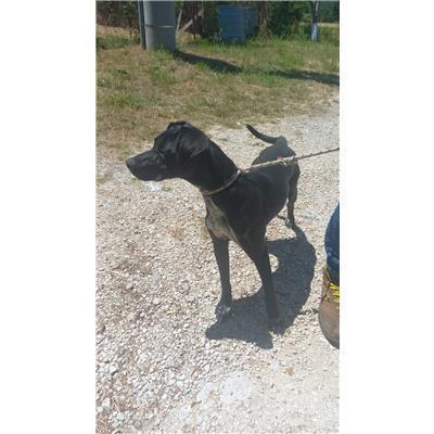 COMUNE DI VINCHIATURO - CANE - Microchip 380260170320067