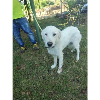 COMUNE DI PIETRACATELLA - CANE - Microchip 380260170162152