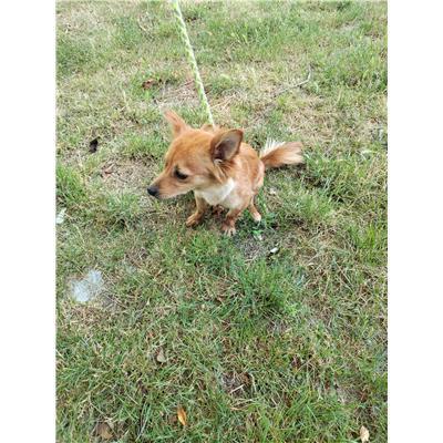 COMUNE DI TORO - CANE - Microchip 380260170320250