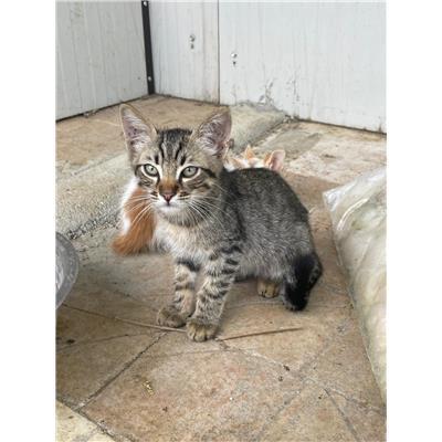 COMUNE DI ISERNIA - GATTO - Microchip 380260044448704