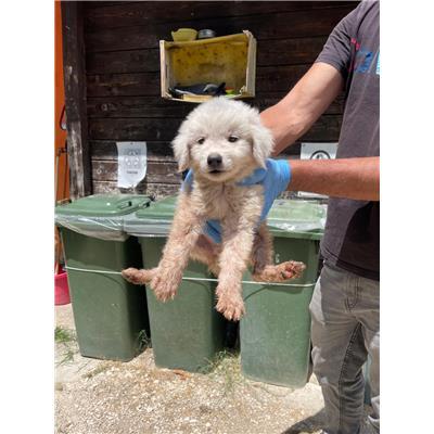 COMUNE DI SANT'ANGELO D'ALIFE - CANE - Microchip 380260170381759