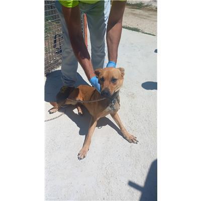 COMUNE DI SESTO CAMPANO - CANE - Microchip 380260044859340