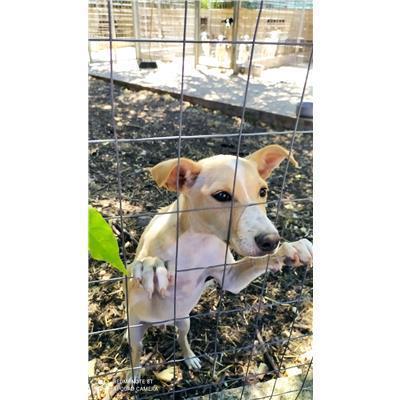 COMUNE DI CAPRACOTTA - CANE - Microchip 380260044448794