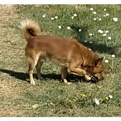 COMUNE DI PIETRAMELARA - CANE - Microchip 380260170368704