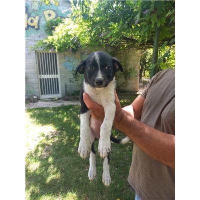 COMUNE DI BAGNOLI DEL TRIGNO - CANE - Microchip 380260170318326