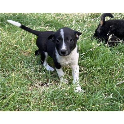 COMUNE DI BAGNOLI DEL TRIGNO - CANE - Microchip 380260170318326